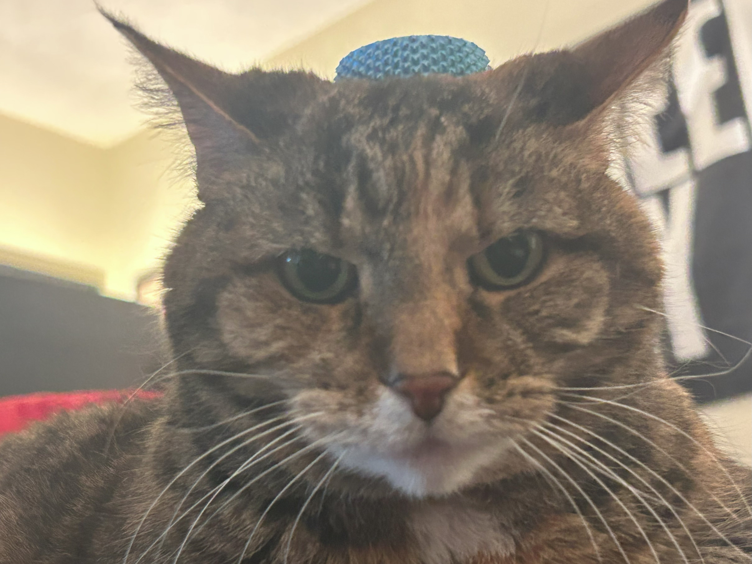 Image of a tabby cat sitting annoyed with a small fidget spinner on her head.